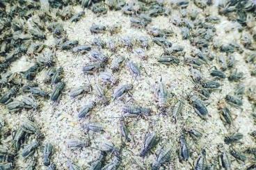 Insects kaufen und verkaufen Photo: Gryllus assimilis 06.11.2021 Ziva exotica 