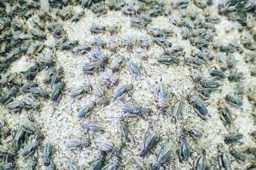 Insekten kaufen und verkaufen Foto: Gryllus assimilis TOP QUALITY