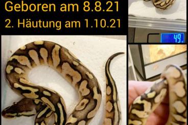 Pythons kaufen und verkaufen Foto: NZ 2021 Python Regius Königspythons