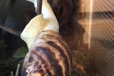 Schnecken kaufen und verkaufen Foto: Achatschnecke Reticulata zu verschenken 