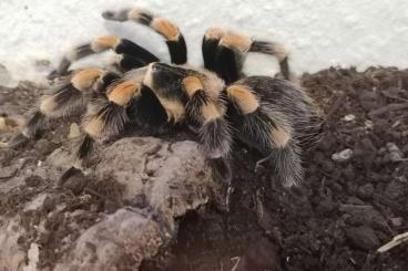 Vogelspinnen kaufen und verkaufen Foto: 0.1 Brachypelma smithi adult inkl. Terrarium - 70 € VB