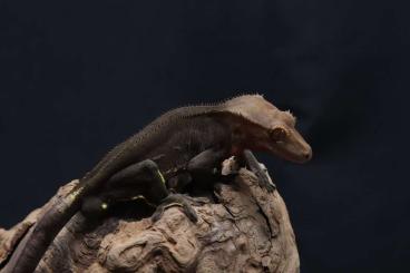 Geckos kaufen und verkaufen Foto: Crested geckos (Correlophus ciliatus, Kronengecko) - dark phantom