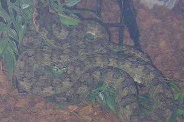 Venomous snakes kaufen und verkaufen Photo: Protobothrops cornutus ( from Quang Binh Province ) 1.2