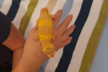 Echsen  kaufen und verkaufen Foto: 2 Leopardgecko weibche 2 Jahre alt 