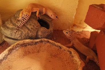 Geckos kaufen und verkaufen Foto: Vollausgestattetes Terrarium inkl 3 Geckos