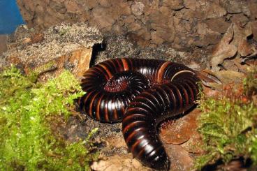 Myriapoda kaufen und verkaufen Foto: Offer Archispirostreptus gigas