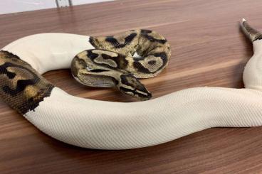 Königspythons kaufen und verkaufen Foto: Königspython Piebald 0.1 von 2012