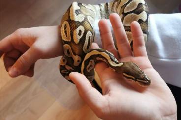 Ball Pythons kaufen und verkaufen Photo: Königspython sucht NEUES ZUHAUSE !!!