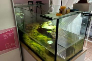 Turtles and Tortoises kaufen und verkaufen Photo: 2 Hierogylphen Schmuckschildkröten inkl. Aquarium und Zubehör