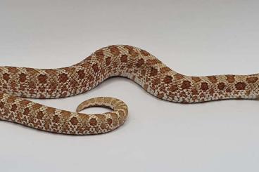 Schlangen kaufen und verkaufen Foto: Hognose 1.0 Toffee het Toxic