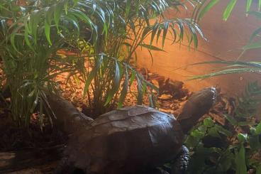 Turtles and Tortoises kaufen und verkaufen Photo: 1.0 Cuora mouhotii adult sehr schönes Tier Turtles and Tortoises kaufen und verkaufen Photo: 1.0 Cuora mouhotii adult sehr schönes Tier