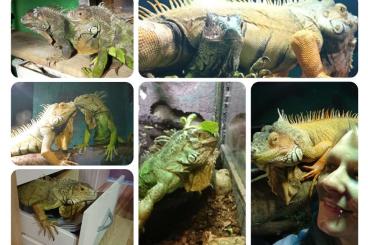 other lizards kaufen und verkaufen Photo: Leguan Männchen und Weibchen sucht ein neues Zuhause