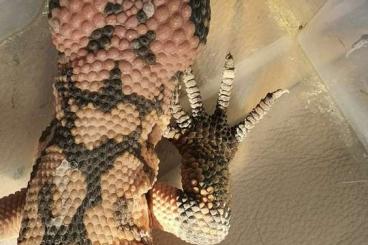 Lizards kaufen und verkaufen Photo: 1,1 Gila Krustenechse Heloderma NZ 21 Lizards kaufen und verkaufen Photo: 1,1 Gila Krustenechse Heloderma NZ 21