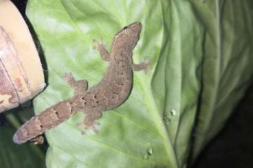 Geckos kaufen und verkaufen Foto: Lepidodactylus lugubris Jungferngecko 