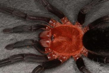 Spinnen und Skorpione kaufen und verkaufen Foto: Bulks for Wienstadt 7.5.2022 - Citharacanthus cyaneus, Acanthoscurria