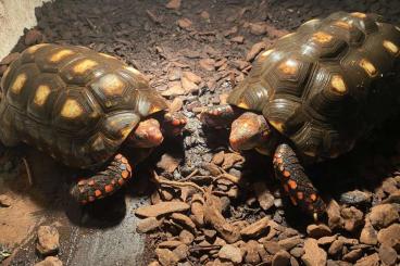Tortoises kaufen und verkaufen Photo: Chelonoidis carbonaria Cherryhead abzugeben Tortoises kaufen und verkaufen Photo: Chelonoidis carbonaria Cherryhead abzugeben