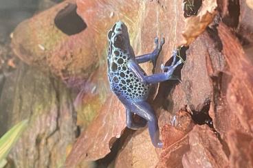 Poison dart frogs kaufen und verkaufen Photo: Verkaufe Pfeilgiftfrösche eh. Umgestaltung 