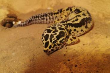 Geckos kaufen und verkaufen Photo: Wunderschöner Männlicher Leopardgecko Bandit