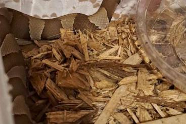 Venomous snakes kaufen und verkaufen Photo: Agkistrodon & Calloselasma for Hamm 