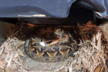 Venomous snakes kaufen und verkaufen Photo: Calloselasma rhodostoma for Hamm