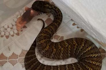 Venomous snakes kaufen und verkaufen Photo: 1.1. Acanthophis rugosus CB 10.2022 for Hamm