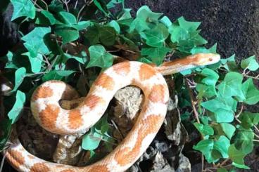 Nattern ungiftige  kaufen und verkaufen Foto: Neues Heim für Kornnatter gesucht