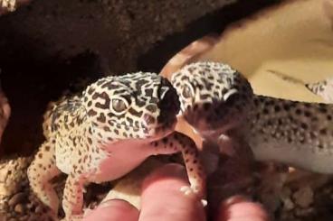 Echsen  kaufen und verkaufen Foto: Leopardgeckos adult und Jungtiere