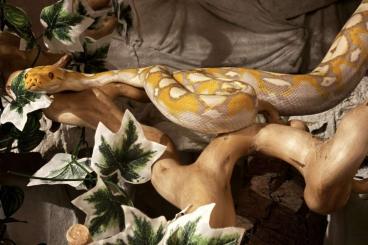 Snakes kaufen und verkaufen Photo: Boa c.i., Malayophyton Reticulatus Snakes kaufen und verkaufen Photo: Boa c.i., Malayophyton Reticulatus