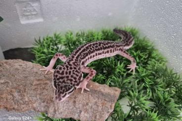 Geckos kaufen und verkaufen Foto: Leopardgecko MssBn Eclipse 2023