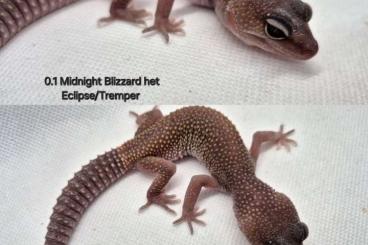 Echsen  kaufen und verkaufen Foto: Leopardgecko Msbn,Bn und Blizzard 