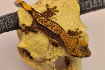 Geckos kaufen und verkaufen Photo: 0.0.8 correlophus ciliatus