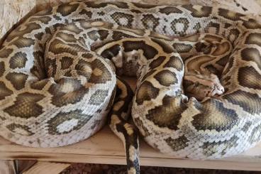 Pythons kaufen und verkaufen Photo: Dwarf Hypo Tigerpython  1.0