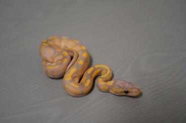 Ball Pythons kaufen und verkaufen Photo:  Jungtiere aus 10/21 abzugeben 