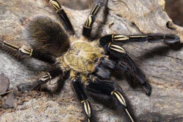 Spinnen und Skorpione kaufen und verkaufen Foto: 0.1 Ephebopus murinus adult\sub adult