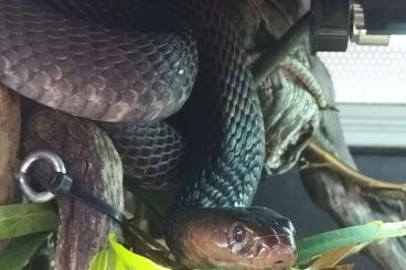 Venomous snakes kaufen und verkaufen Photo: naja nigricollis 1.0 for sale